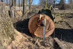 Kácení stromů – motorová pila opřená o kládu